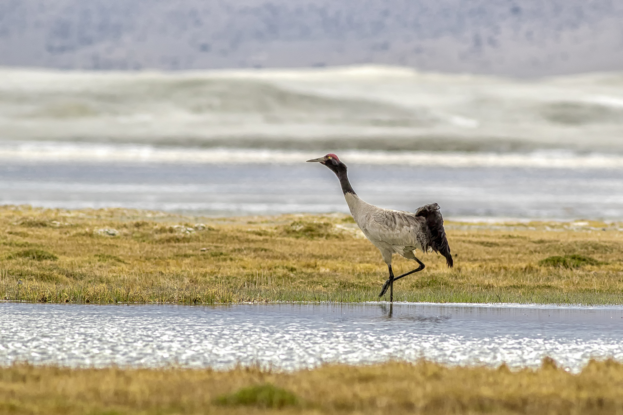 Birding in India