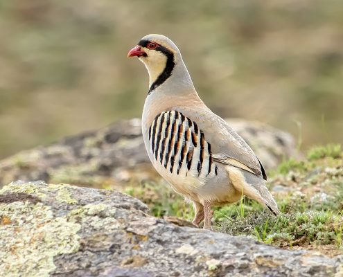 Birding in India