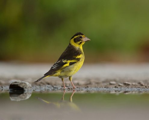 Birding in India