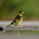 Birding in India