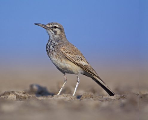 Birding in India