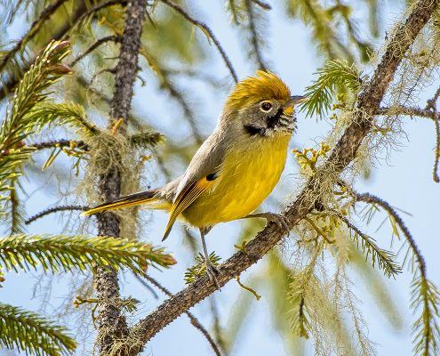 Birding in India