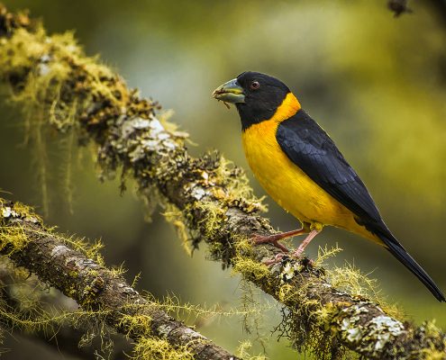 Birding in India