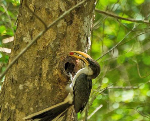 Birding in India