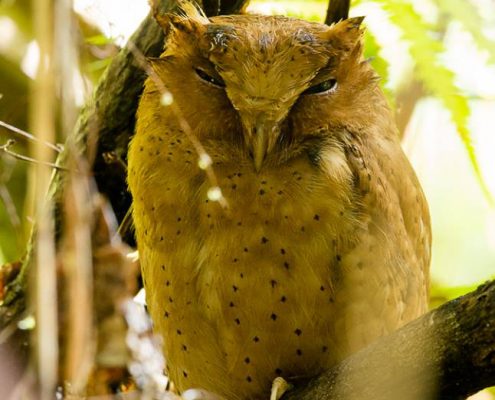 Birding in India