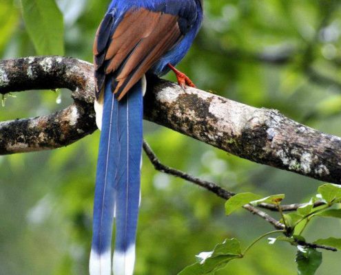 Birding in India