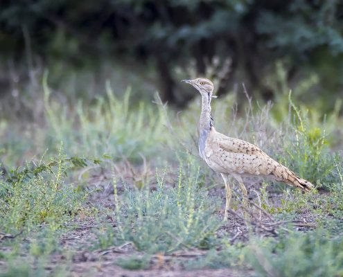 Birding in India