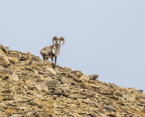 Birding in India