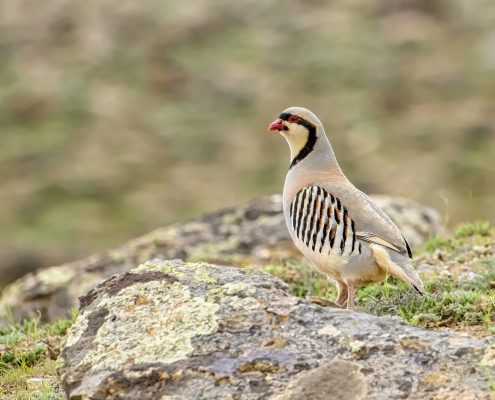 Birding in India