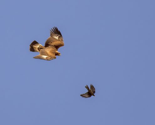 Birding in India