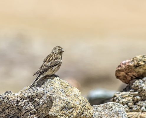 Birding in India