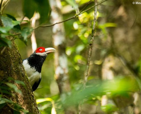 Birding in India