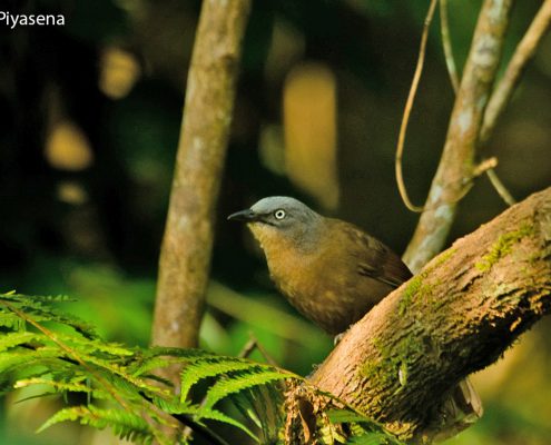 Birding in India