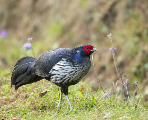 Birding in India