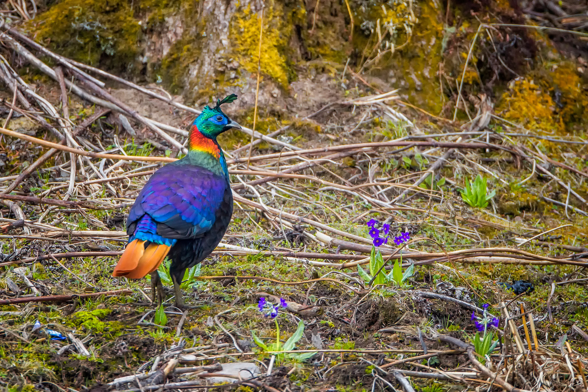 Birding in India