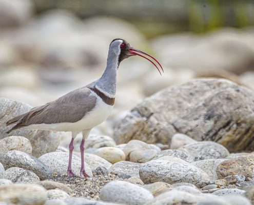 Birding in India