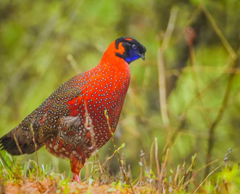 Birding in India