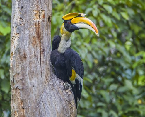 Birding in India