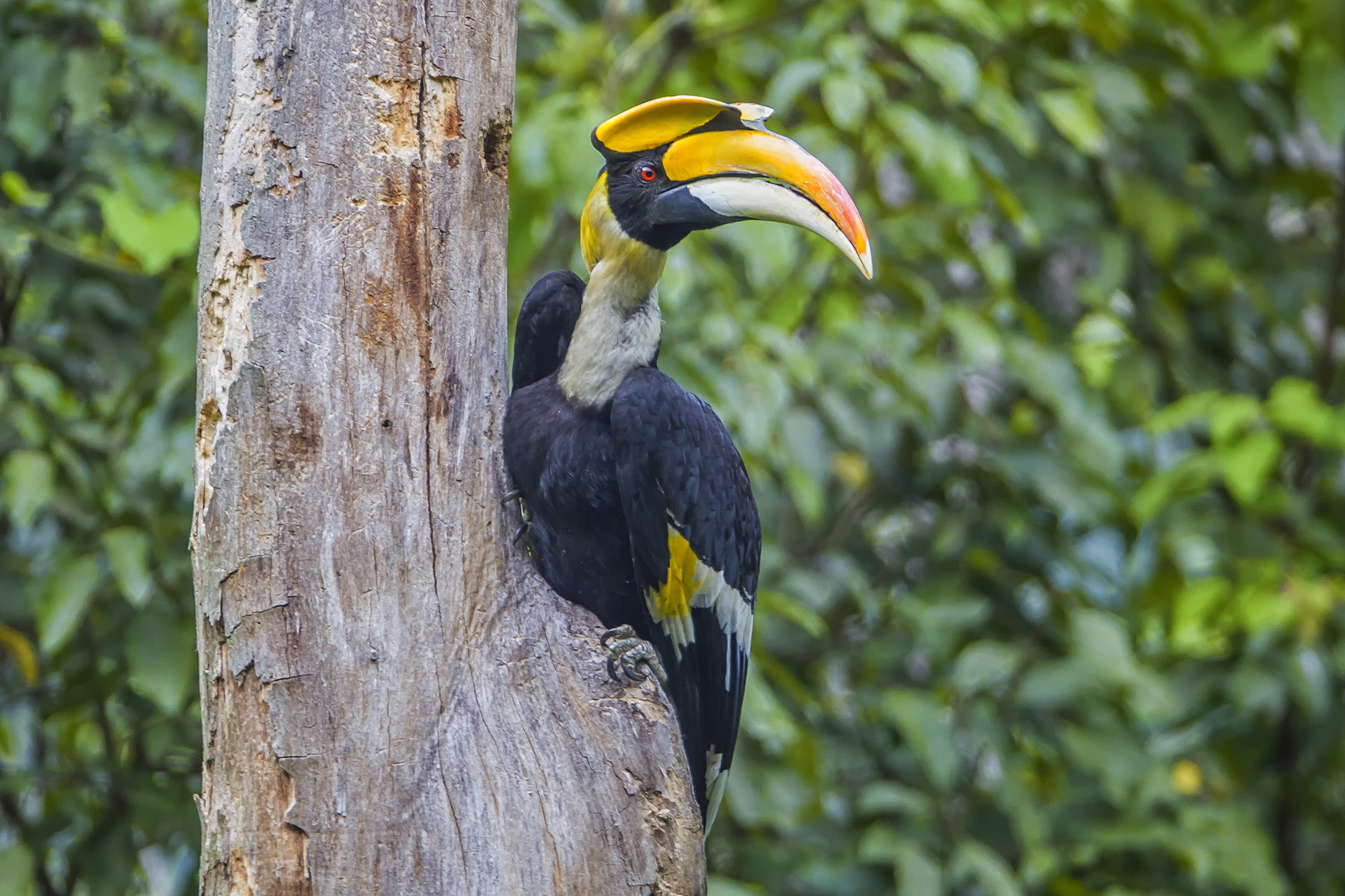 birding wildlife tours