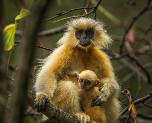 Birding in India