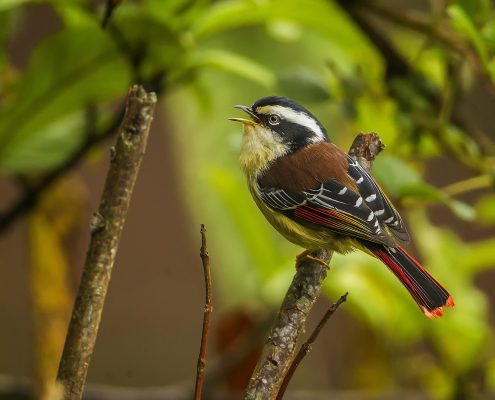 Birding in India