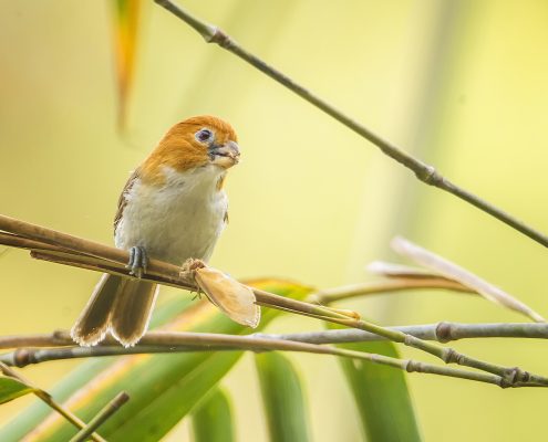 Birding in India