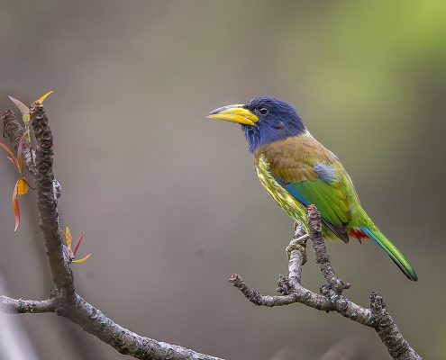 Birding in India