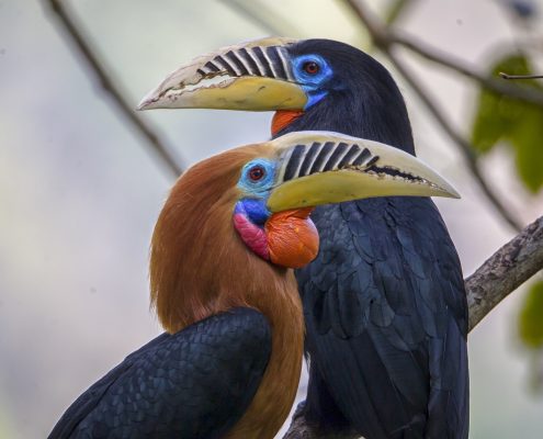 Birding in India