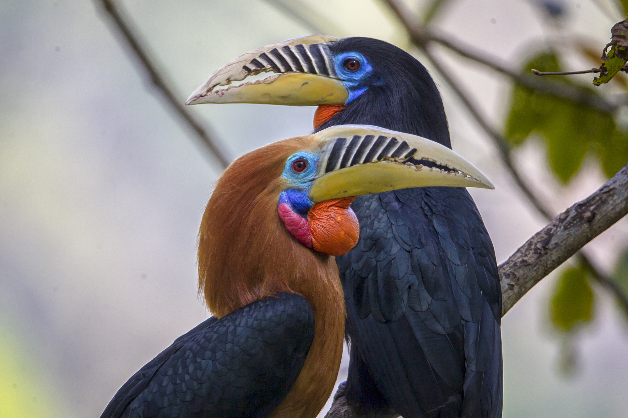 Birding in India