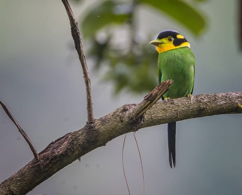 Birding in India