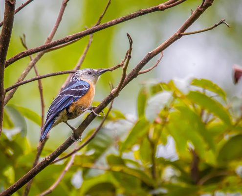 Birding in India