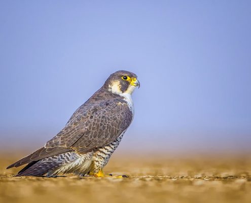 Birding in India