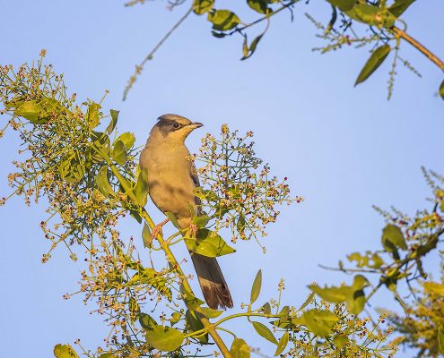 Birding in India