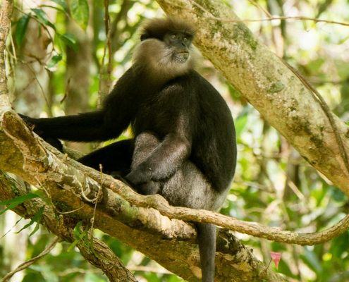 Birding in India