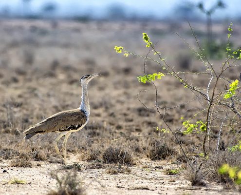 Birding in India