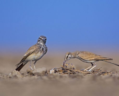 Birding in india