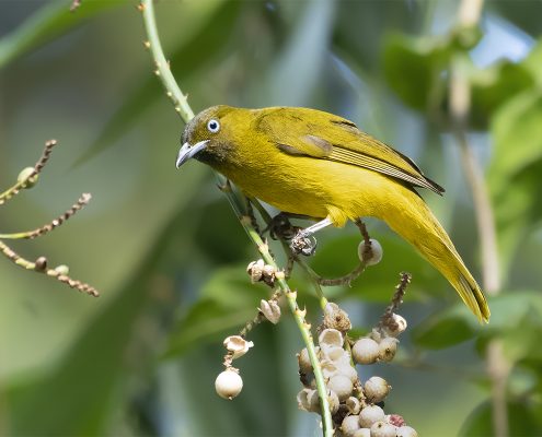 Birding in India