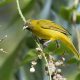 Birding in India