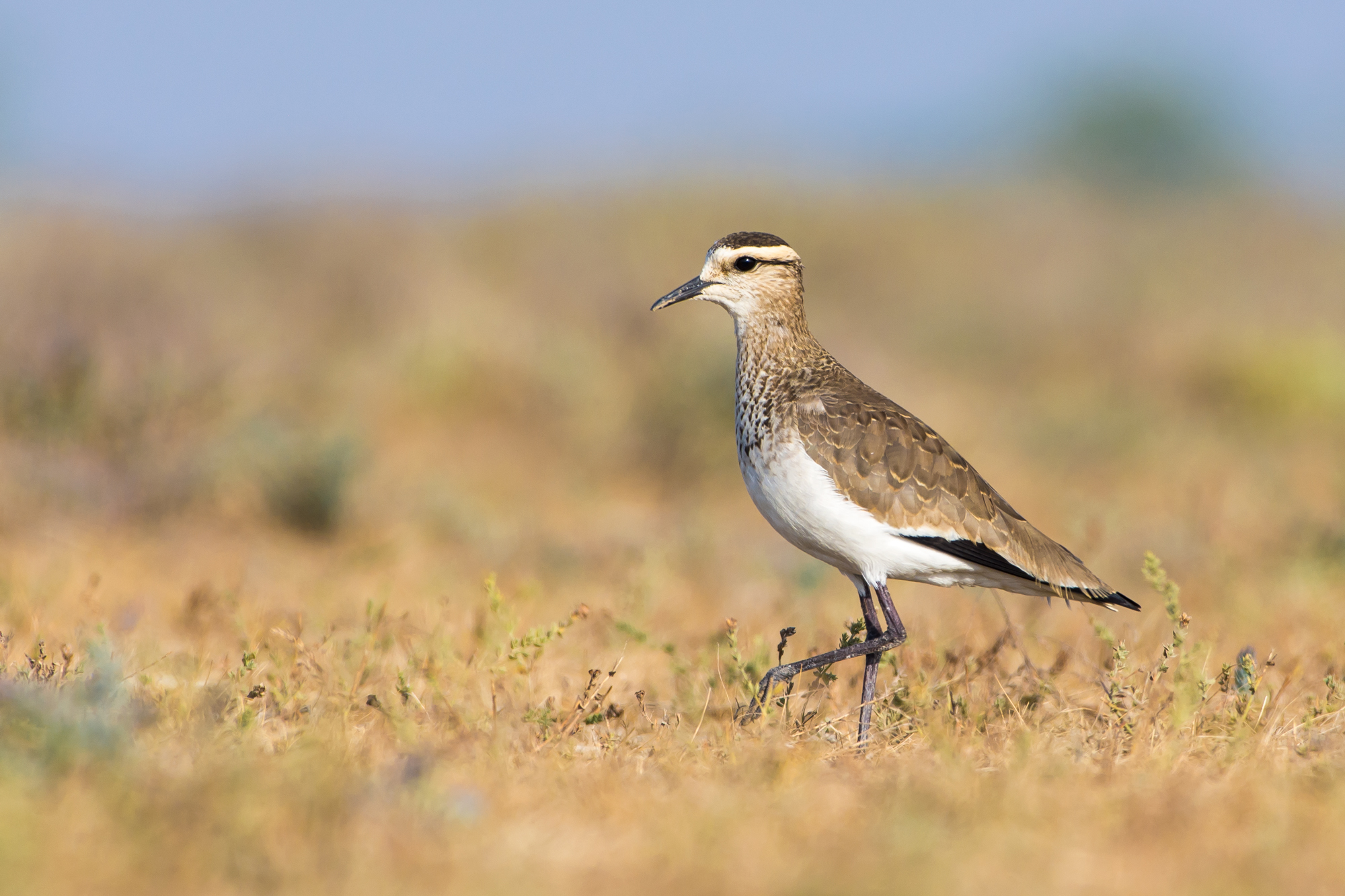 Birding in India