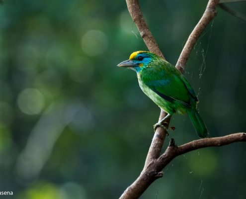 Birding in India