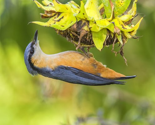 Birding in India