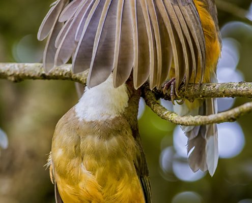 Birding in India