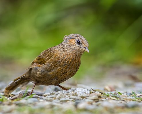 Birdied in India