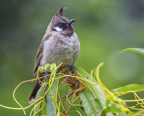 Birding in India