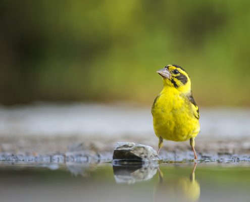 Birding in India