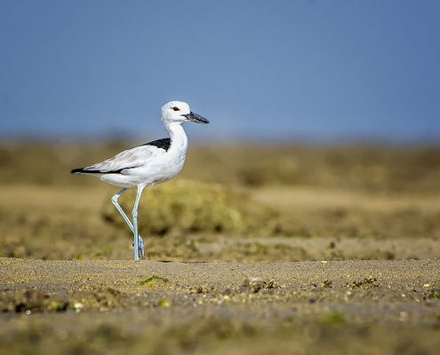 Birding in India