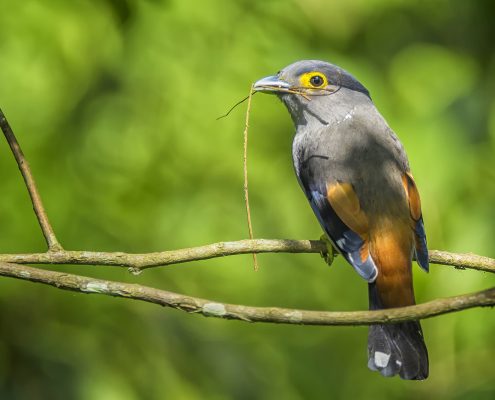 Birding in India