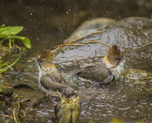 Birding in India