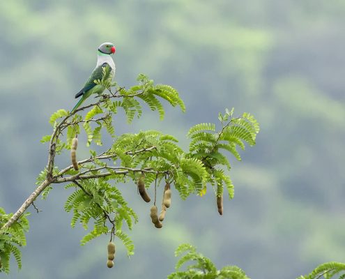 Birding in India