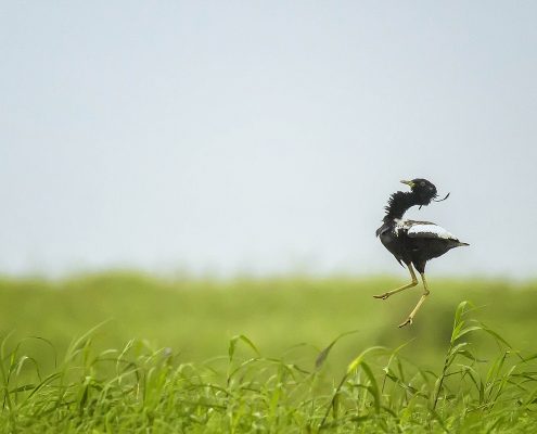 Birding in India